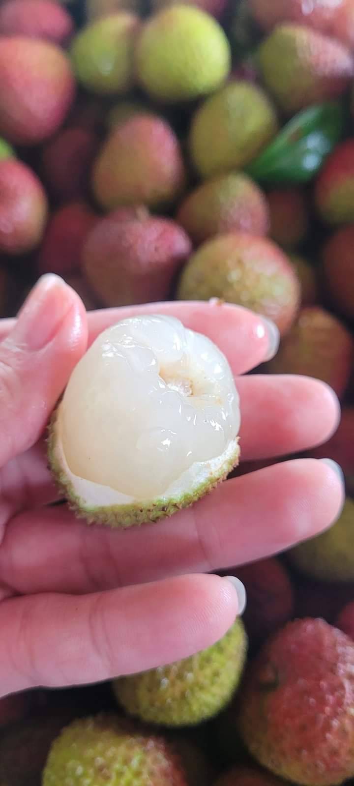 Gingerbread donut bear claw dessert powder